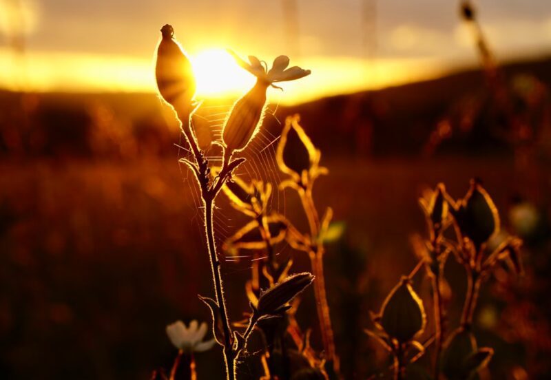 Angstfrei durch den Alltag: Wie Bachblüten und Passionsblume helfen können