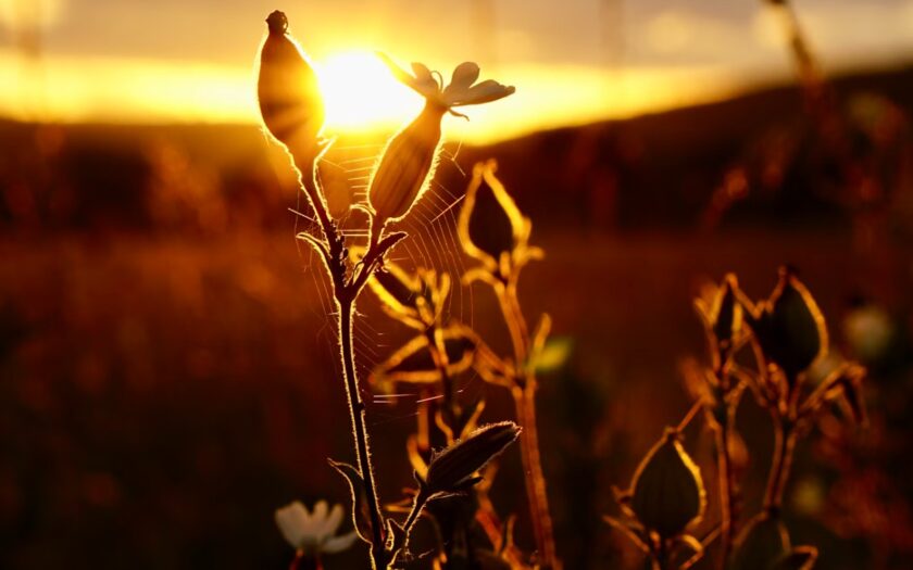 Angstfrei durch den Alltag: Wie Bachblüten und Passionsblume helfen können